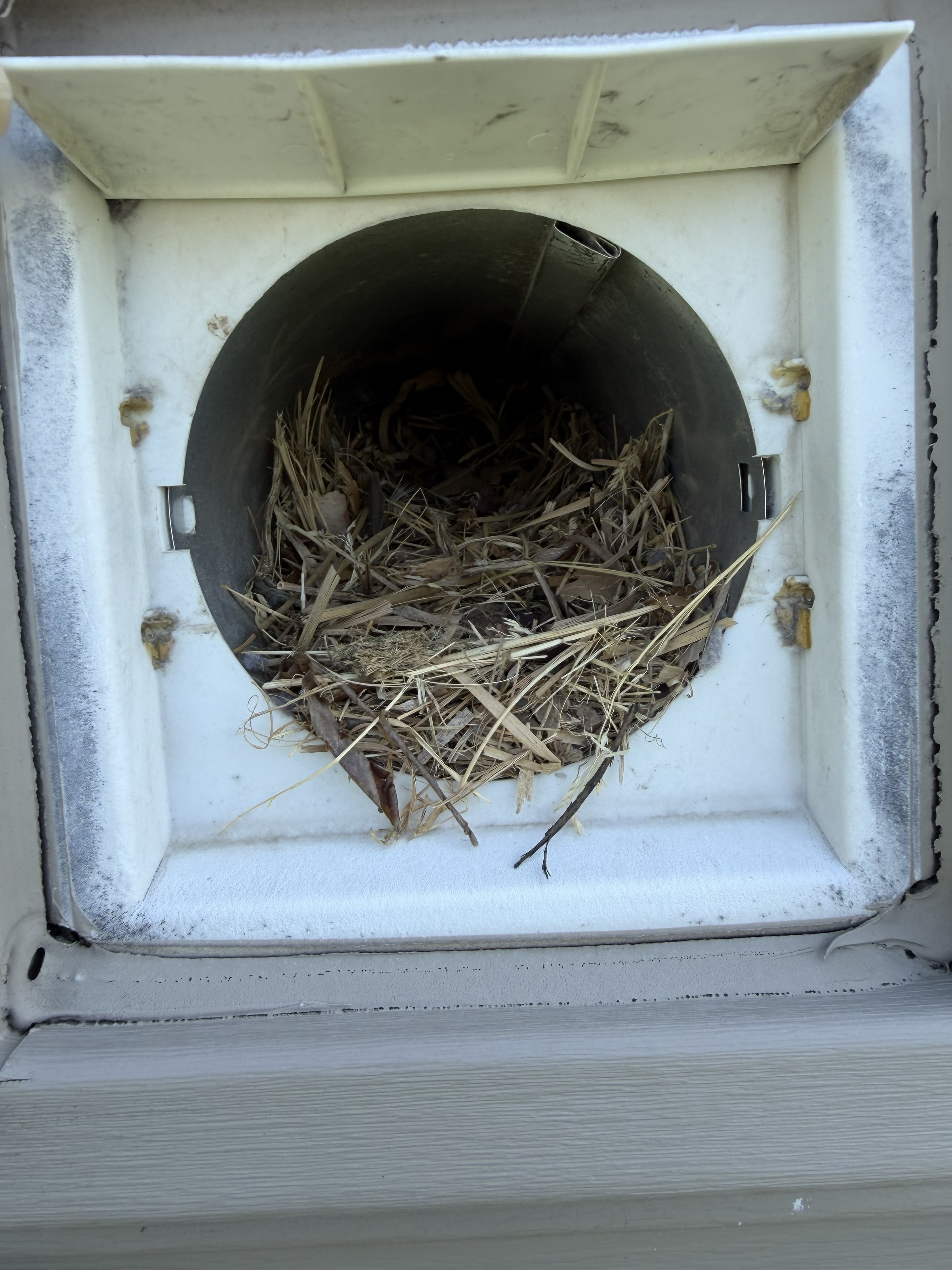 Three feet of bird nest. Yes, really.